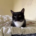 Atika, nuotrauka 1
