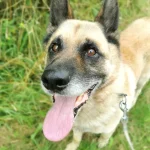 Dingo, nuotrauka 1