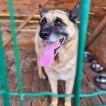 Dingo, nuotrauka 3