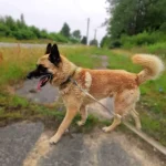 Dingo, nuotrauka 4