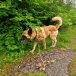 Dingo, nuotrauka 5