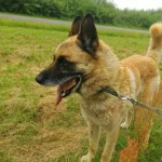 Dingo, nuotrauka 6