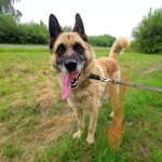Dingo, nuotrauka 7