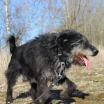Juodis, nuotrauka 6