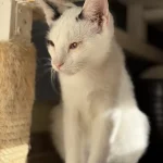 Kamiu, nuotrauka 6