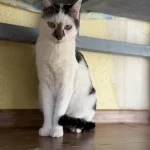 Krabas, nuotrauka 6