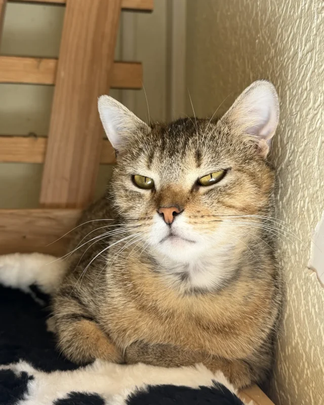 Leila