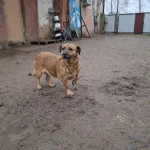 Leska, nuotrauka 3