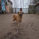 Leska, nuotrauka 6