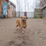 Leska, nuotrauka 7