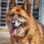 Lola, nuotrauka 12