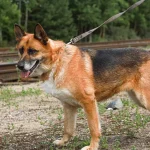 Lola, nuotrauka 3