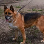 Lola, nuotrauka 4