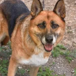Lola, nuotrauka 5