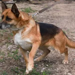 Lola, nuotrauka 6