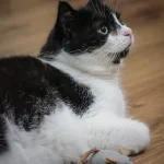 Nefritas, nuotrauka 5