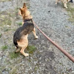 Niva, nuotrauka 11