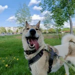 Noris, nuotrauka 1