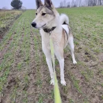 Noris, nuotrauka 11