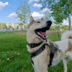 Noris, nuotrauka 14