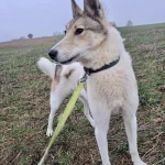 Noris, nuotrauka 18