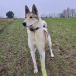 Noris, nuotrauka 5