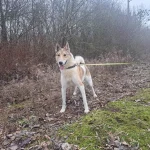 Noris, nuotrauka 6