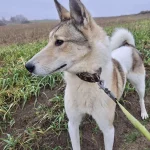 Noris, nuotrauka 8