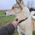 Noris, nuotrauka 9
