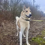 Noris, nuotrauka 10