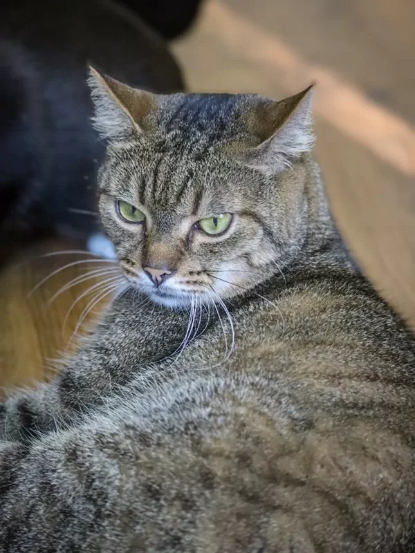 Oniksas