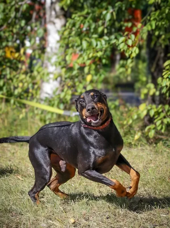 Pablo
