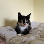 Rasytė, nuotrauka 11