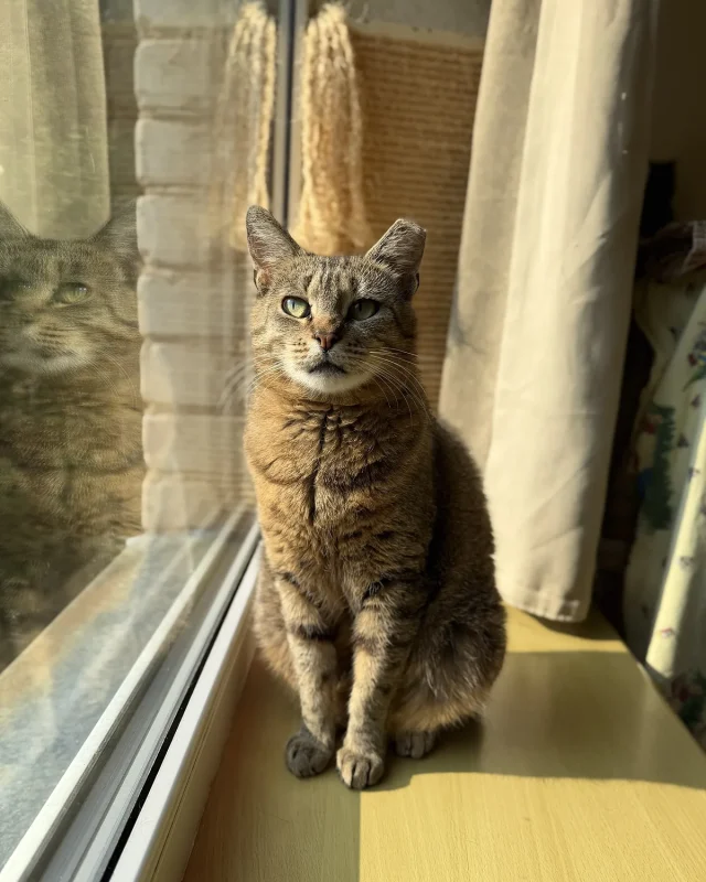 Reinė