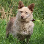 Rudukas, nuotrauka 3