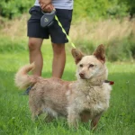 Rudukas, nuotrauka 4