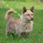 Rudukas, nuotrauka 6