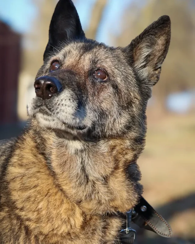 Satyra