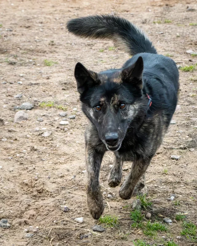 Troja