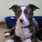 Žibutė, nuotrauka 3